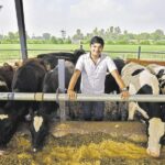 गायींचे दूध वाढवण्यासाठी 5 प्रभावी उपाय
