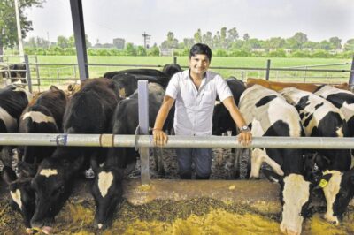 गायींचे दूध वाढवण्यासाठी 5 प्रभावी उपाय