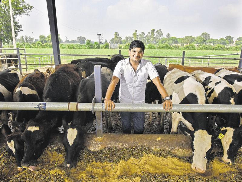 गायींचे दूध वाढवण्यासाठी 5 प्रभावी उपाय