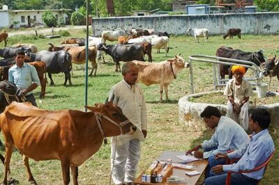 पावसाळ्यात दूधाळ जनावरांची काळजी कशी घ्यावी?
