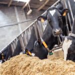 cattle feed