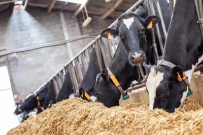 Future of Cattle Feed Industry in India